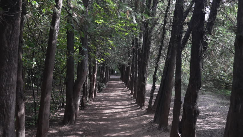 Walking through the woods at Dighomi Park, Tbilisi. A road surrounded by trees and nature