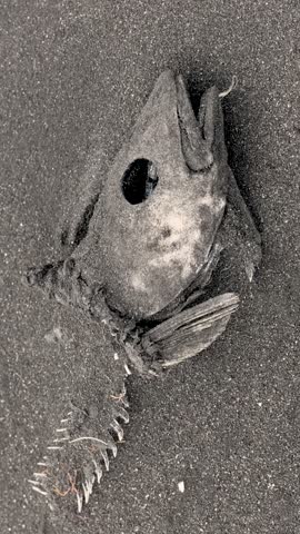 The fish died due to an Ocean pollution threatens marine life. 