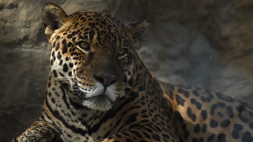 Witness the grace of a beautiful young jaguar or Amur leopard basking in the warm morning rays on towering cliff mountains, captured in breathtaking detail