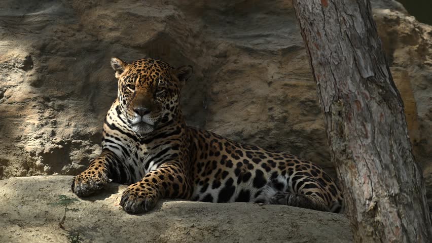 Beautiful rare young jaguar or leopard enjoy warmth of morning sun as he lounge on rocky cliffs surrounded by breathtaking wildlife scenery. 4k High Quality Raw Cinematic Slow motion wildlife video