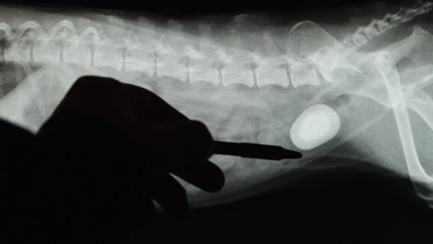 Veterinarian showing a very large bladder stone to pet owner, as seen on Dog