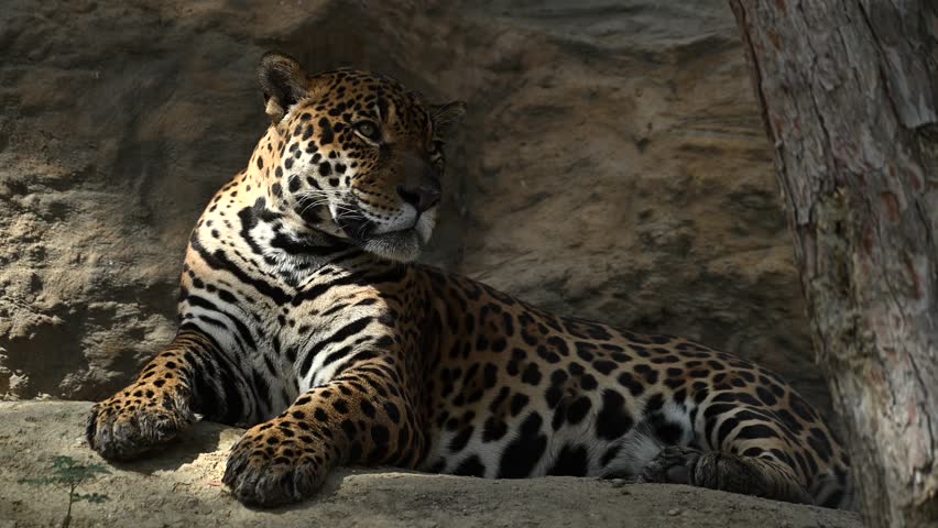 Beautiful rare young jaguar or leopard enjoy warmth of morning sun as he lounge on rocky cliffs surrounded by breathtaking wildlife scenery. 4k High Quality Raw Cinematic Slow motion wildlife video