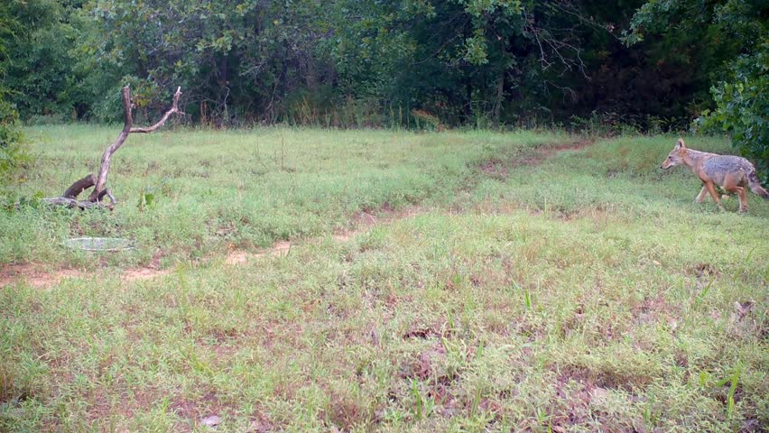 Coyote crossing a small opening in the woods on a summer morning