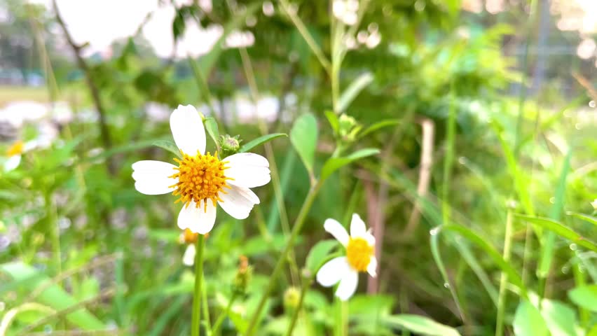 A close up of a white flower with yellow centers. The flower is surrounded by green grass and leaves. Concept of serenity and natural beauty