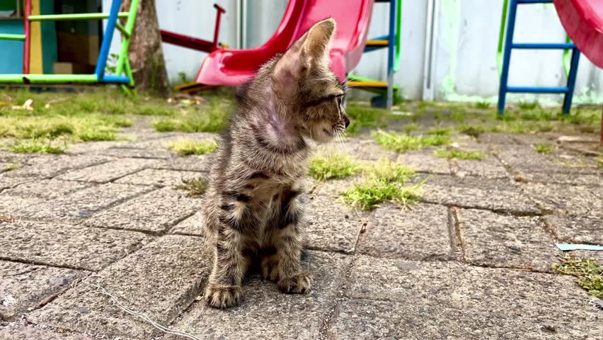 A cat with a pink collar is sitting on a brick sidewalk. The cat is looking at the camera