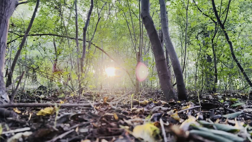 Beautiful sun rays coming through green trees in evening in atmospheric autumn forest