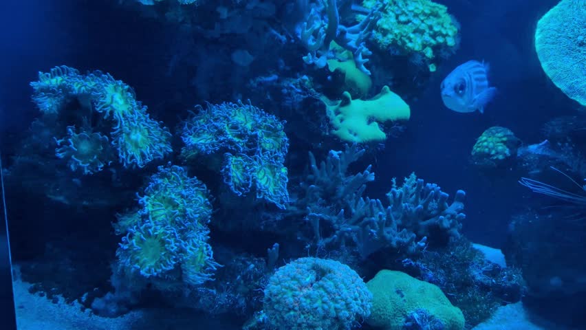 Diversity of  exotic sealife. Soldierfish, anemons and soft corals. Slow motion Blue bakcground, 4k