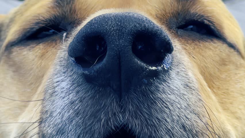 This video showcases a stunning close-up of a dog's nose and mouth, capturing intricate details and textures. The focus on the dog's features highlights its unique character and warmth.	