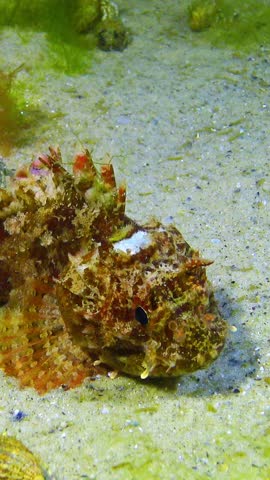 European black scorpionfish Scorpaena porcus, scorpena. Fish of the Black Sea, Poisonous dangerous fish