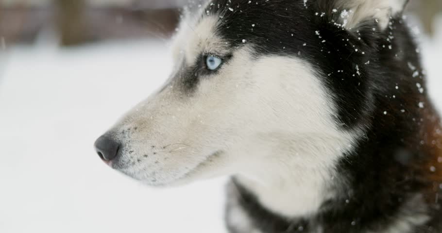Close-up of Husky in Snowy Winter Scene