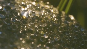 A macro photograph capturing numerous dew drops delicately resting on the surface of a green leaf. The droplets shimmer in soft light, creating a natural, fresh appearance with a bokeh effect - Powered by Shutterstock - Get 15% off with code: PIKWIZARD15