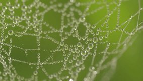 A macro shot of a spider web covered with dewdrops, creating a stunning natural pattern. The dew reflects light, with a soft green background adding to the organic beauty. - Powered by Shutterstock - Get 15% off with code: PIKWIZARD15