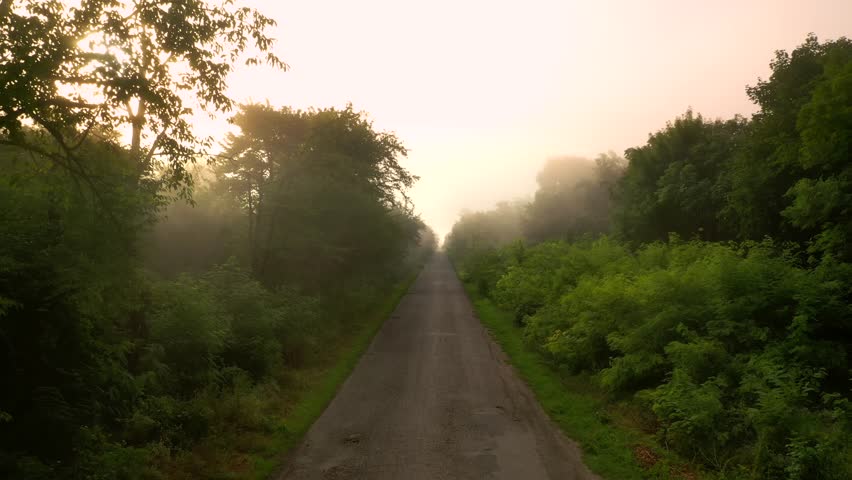 Aerial view of rural road in forest in the misty morning. Drone flying through the branches. Cinematic aerial shot. Location Ukraine, Europe. Discover the beauty of earth. Filmed in 4k, Drone video.