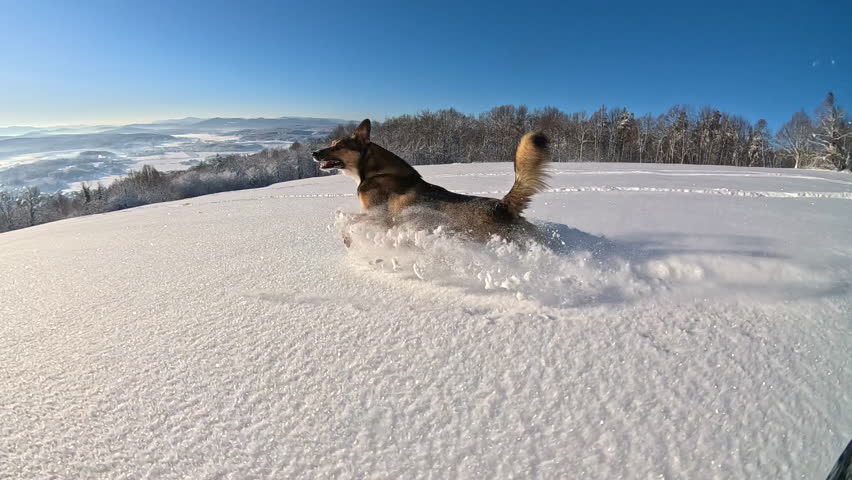 SLOW MOTION, LOW ANGLE: Adorable shepherd mix dog runs and jumps in the deep powder snow covering the picturesque wintry countryside. Frisky puppy having fun in idyllic snow-covered rural landscape