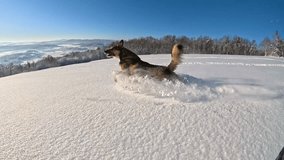 SLOW MOTION, LOW ANGLE: Adorable shepherd mix dog runs and jumps in the deep powder snow covering the picturesque wintry countryside. Frisky puppy having fun in idyllic snow-covered rural landscape - Powered by Shutterstock - Get 15% off with code: PIKWIZARD15