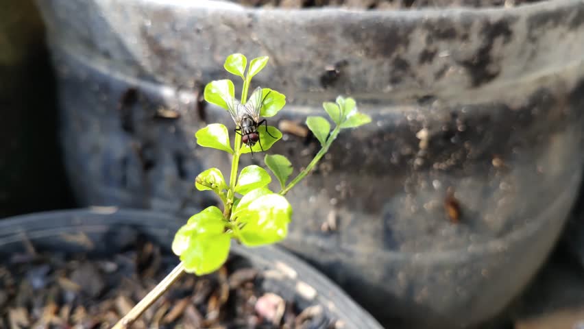 flies that land on leaves