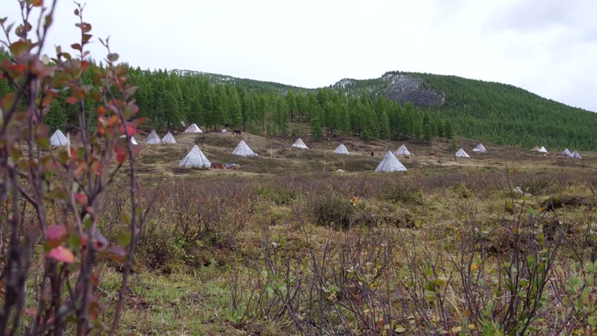 Mongolia wildlife, natural life, landscape, east,