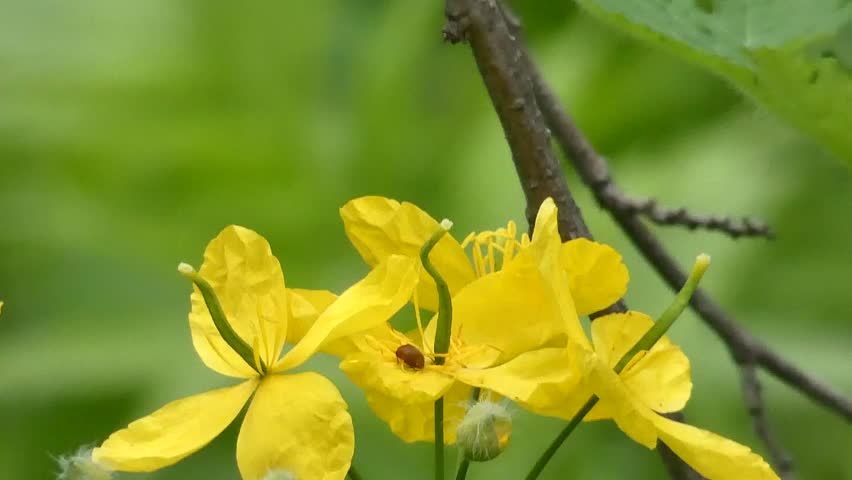 Celandine major is a species of dicotyledonous plants of the genus Celandine of the Poppy family.