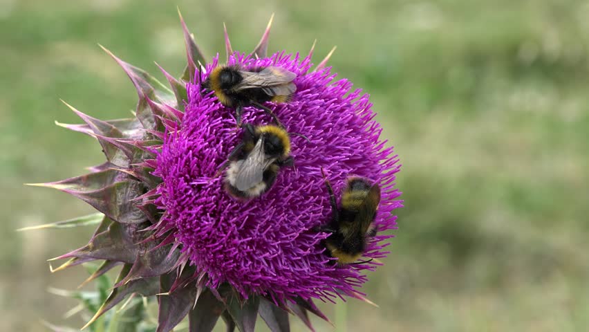 Flying Bumble Bees Insects Collecting Pollen on Thorns Flower, Pollinating Thistles, Mountains Desert Medicine Plants, Bumblebee