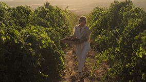 Attractive woman plantation owner with box of grapes admire fresh harvest, walk through vineyards at sunset. Grape harvest. Wine production - Powered by Shutterstock - Get 15% off with code: PIKWIZARD15