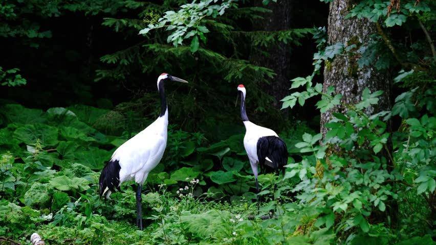 A Beautiful Goose Pair playing in the jungle