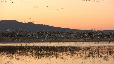 Part 1 of 2: Hundreds of snow geese take flight at dawn at Bosque del Apache National Wildlife Refuge, New Mexico, USA.