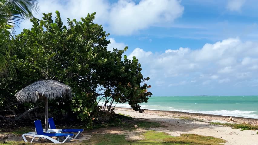 Deck chairs on the Cuban beach in Varadero, Cuba. A sprawling palm tree on the ocean shore. Turquoise waves on a sandy beach with snow-white sand. The territory of the hotel on Liberty Island. 4K 
