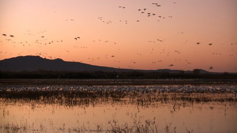 Hundreds of sandhill cranes and snow geese fly in to a lake in the morning. Taken at Bosque del Apache National Wildlife Refuge, New Mexico, USA. Stock Video
