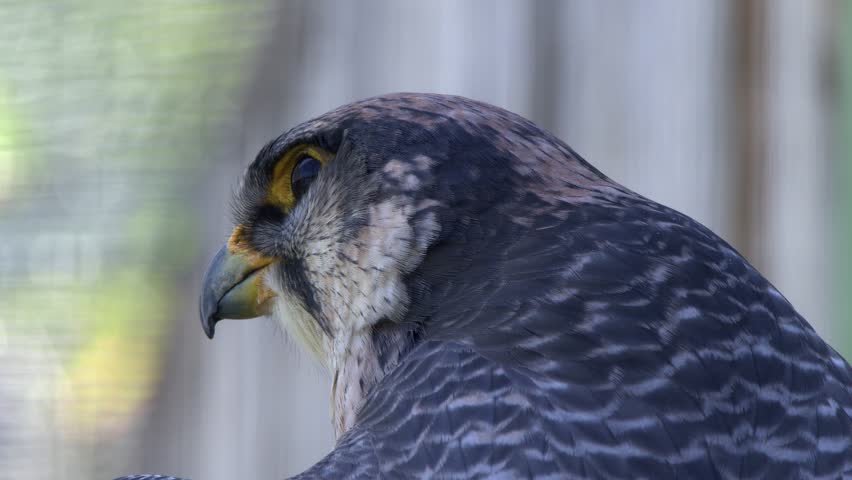 Head and face of Falcon in close-up profile as it looks for prey