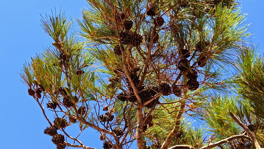Mediterranean Pine cones on a tree spruce Pinus Halepensis Mill genus strain