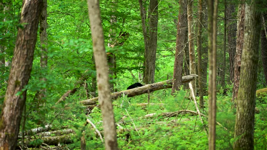 Black bear wandering through dense green forest in Cades Cove, Great Smoky Mountains National Park, scenic view of natural bear habitat