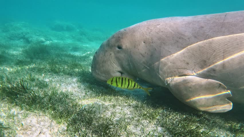 Wild animal Dugong (Dugong dugon) sea cow, swimming in blue water, Marsa Alam, Red sea, Egypt