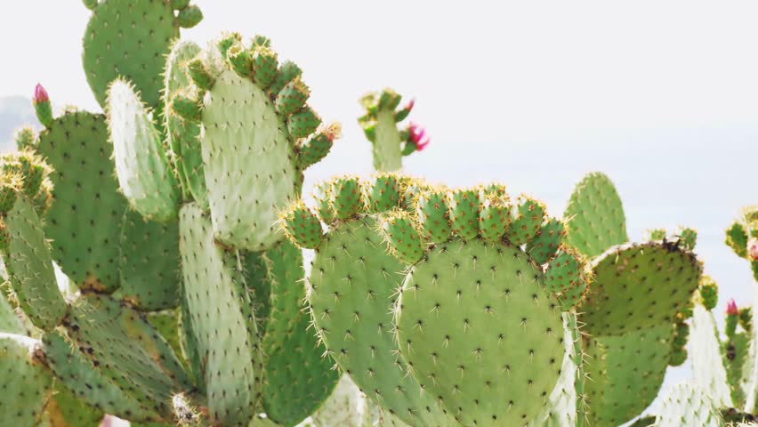 Opuntia stenopetala, prickly pear or pear cactus in bloom. Nice, France