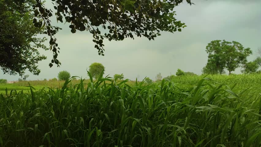 Trees and crops swaying with strong wind in rural agricultural environment in a cloudy day.
