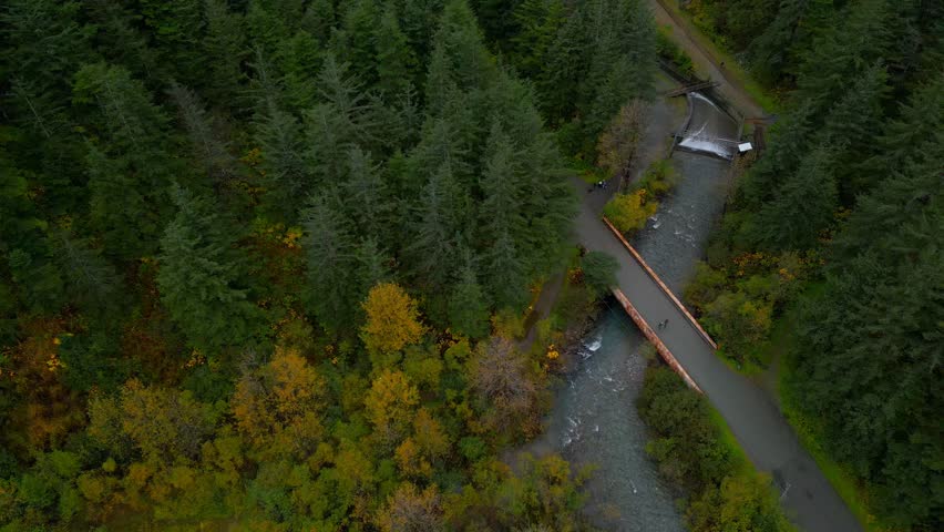 Fly over river bridge and dam in Juneau Alaska. Evergreen forest surrounding Gold Creek on Mount Juneau. Alaskan Wildlife in Fall Autumn with yellow trees and rushing rapids. Rainy day in northwest US