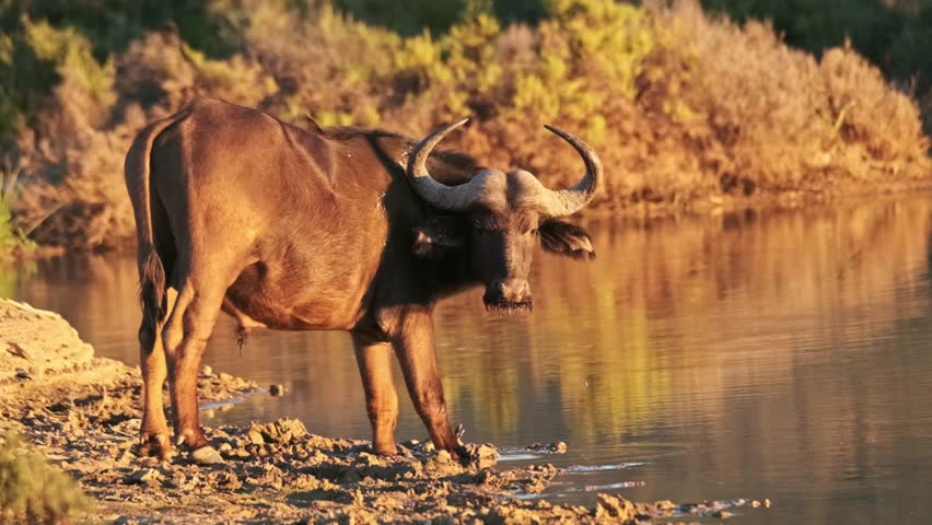 A buffalo at a watering hole at golden hour