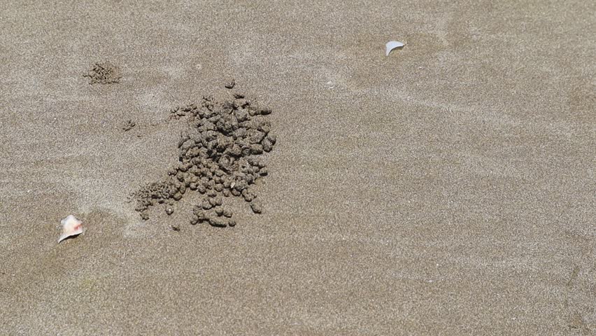 A mound of sandy soil next to a small hole on a beach made by small brown crabs