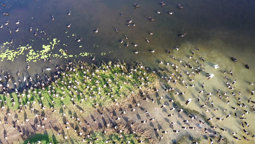 Aerial drone landscape view of Magpie Gooses (Anseranas semipalmata) and Australian Pelicans (Pelecanus conspicillatus)
at St Lawrence wetland in Queensland Australia