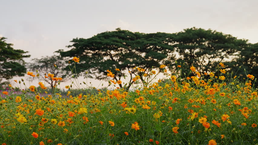 Blooming Field of Vibrant Yellow and Orange Flowers, a vibrant field of yellow and orange flowers with trees in the background
