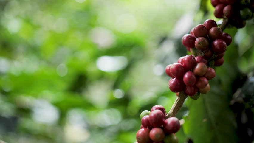 Coffee, ripe red cherries, ready to harvest.