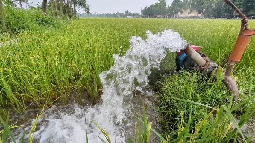 Water pumping in a lush green rice field during the early morning in a rural area