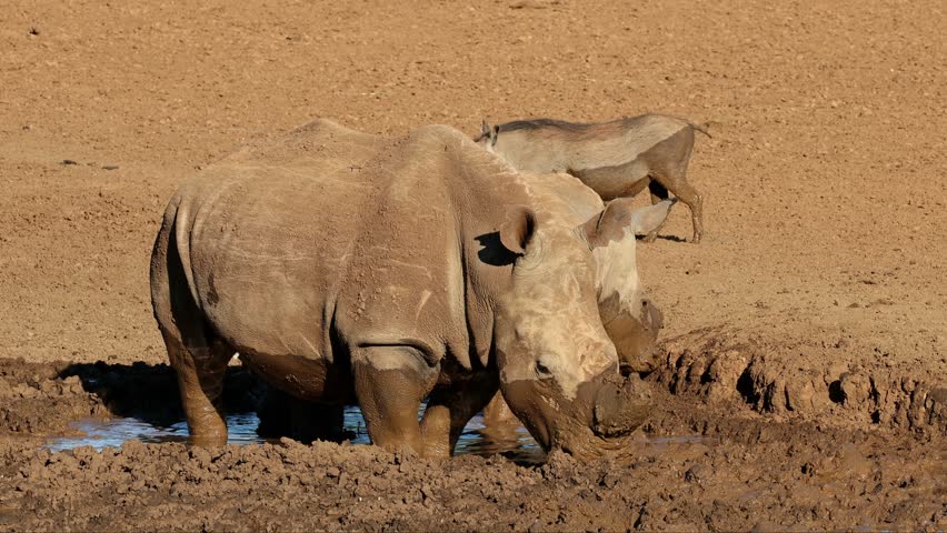 A white rhinoceros (Ceratotherium simum) and calf drinking at a muddy waterhole, South Africa