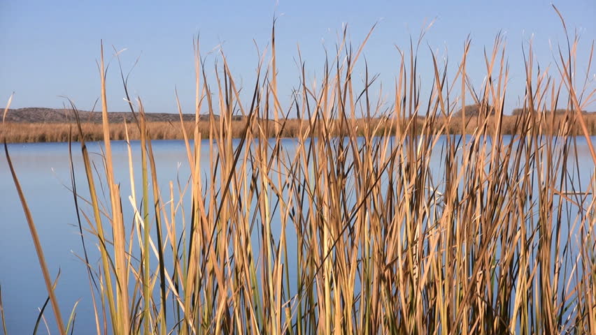 Marsh grasses at Bosque del Apache National Wildlife Refuge, New Mexico, USA.