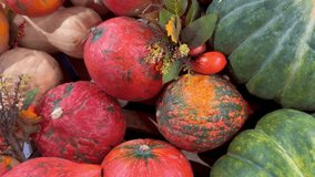 Various type of pumpkins. Pile of pumpkin in the supermarket. Green, orange and white pumpkins. Wide shot of Pumpkin as seasonal fruits.  - Powered by Shutterstock - Get 15% off with code: PIKWIZARD15