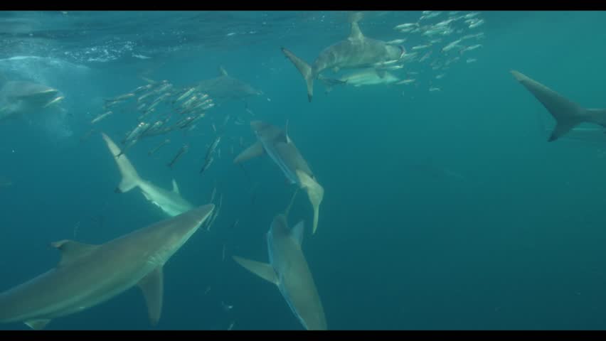 Incredible underwater footage of sharks and sardines during the famous Sardine Run. Watch as predators, including sharks, work together to hunt a massive bait ball of sardines in the waters off South 