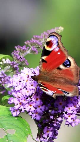 butterfly Peacock feeding nectar, vertical video
