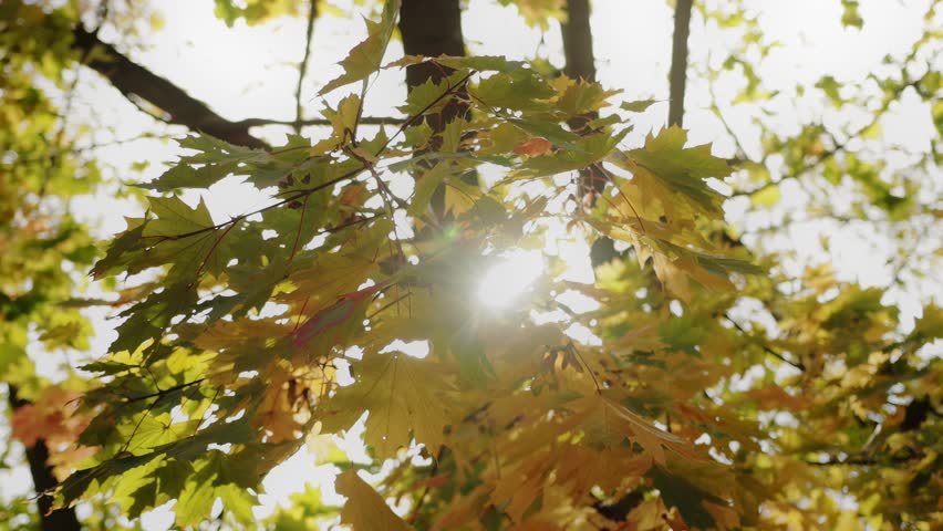 Yellow green maple leaves sway in wind in slow motion x4, autumn. Rays of sun shine through branch. Golden fall. Warm sunny weather. Indian summer. October. Happiness hope mood concept. Wide shot
