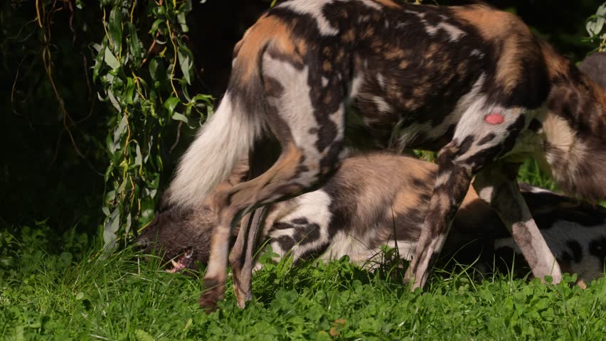 Wild dogs pack group catch impala in nature, green vegetation, wet season, Khwai River in Botswana, Africa. Wild dog in the nature habitat, wildlife. Mammal predators feed meat carcass. 