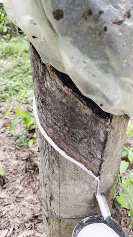 The Indian rubber tree, also known as the Ficus elastica, is a species of tree native to Southeast Asia, particularly found in India, Indonesia, and Malaysia. It is widely recognized for its large,