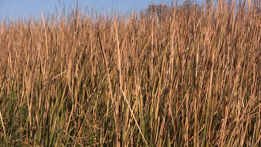Marsh grasses at Bosque del Apache National Wildlife Refuge, New Mexico, USA.